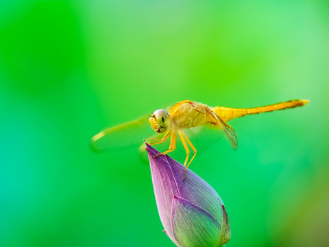 蜻蜓荷花