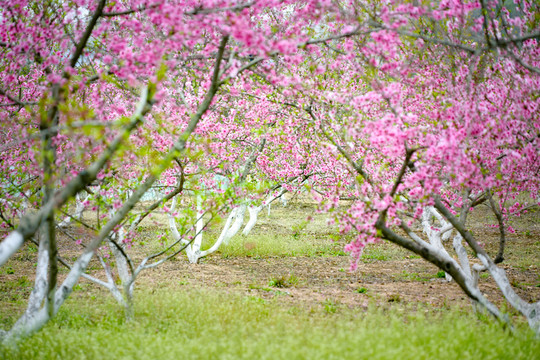 桃花林