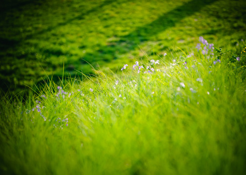 草地