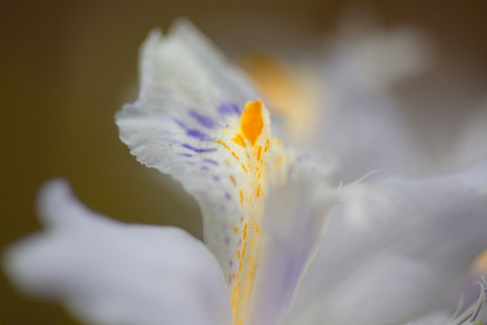 鳶尾花