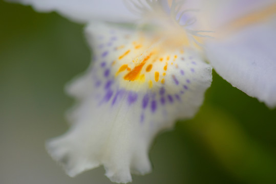 鳶尾花