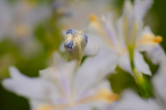 鳶尾花