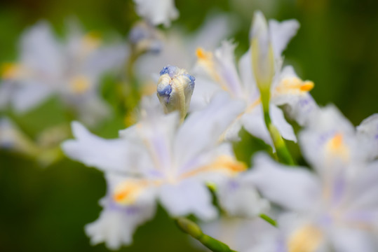 鳶尾花