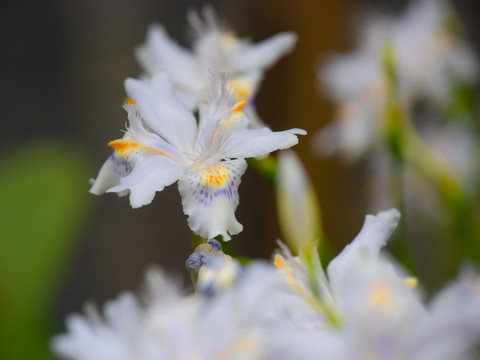 鳶尾花