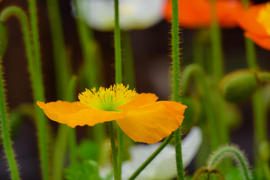 鮮花