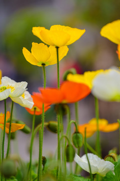 鮮花
