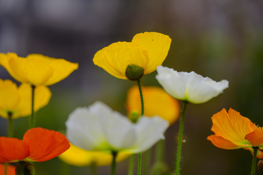 鮮花