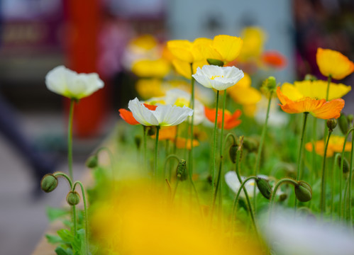 鮮花