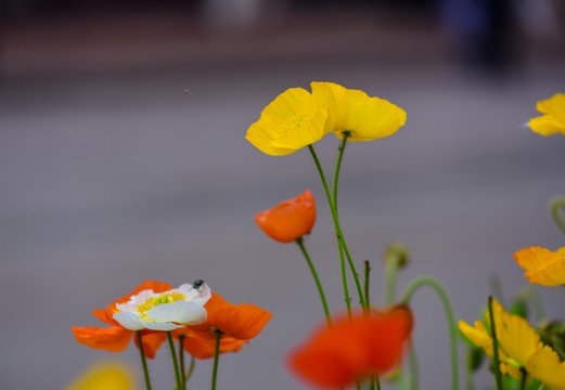 鮮花