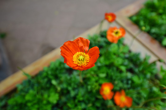 鮮花