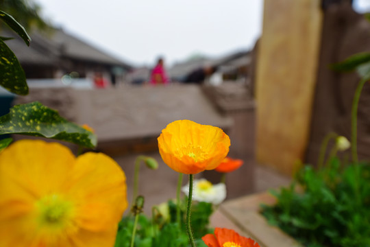鮮花
