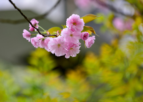 鮮花