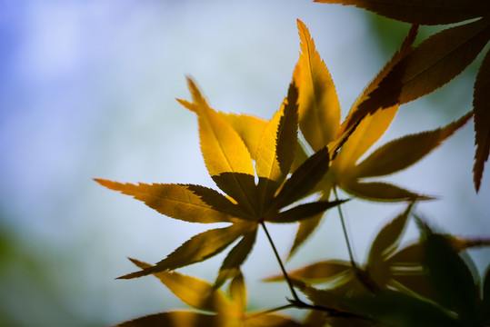 樹葉