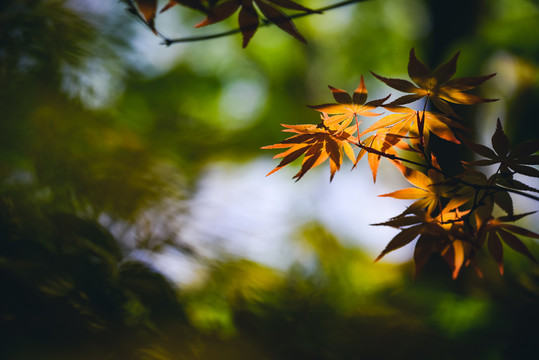 樹(shù)葉