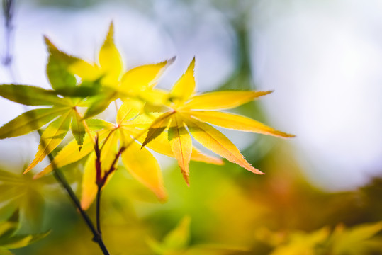 樹葉