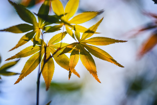 樹葉