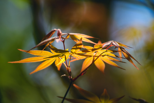 春光