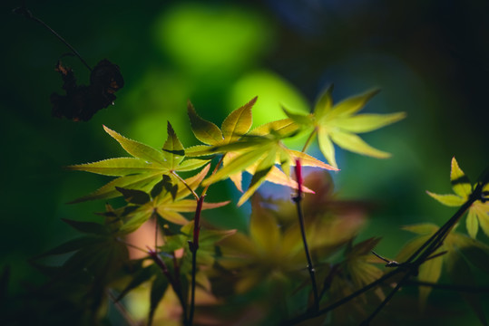春光