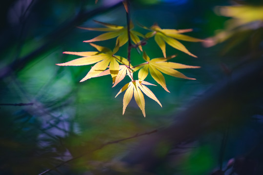 春光