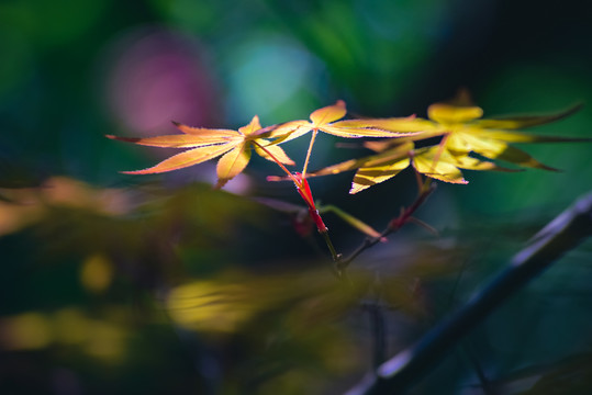 春光