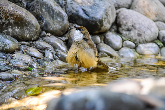 小鳥戲水
