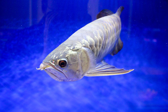 金龍魚
