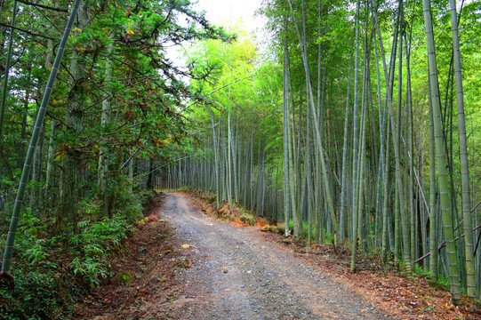 竹林