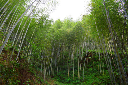 竹林