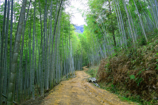 竹林