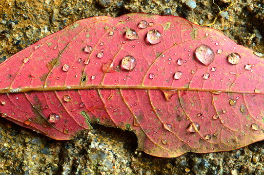 紅葉