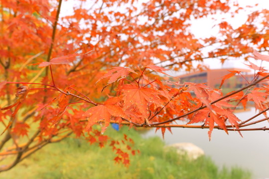 秋天的紅葉