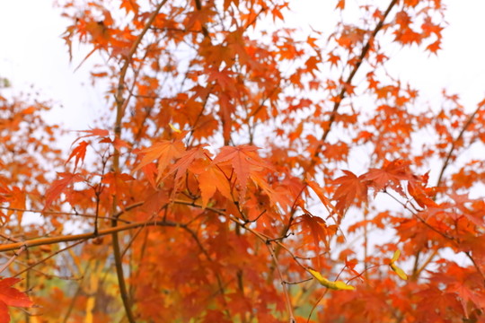 紅色的楓葉