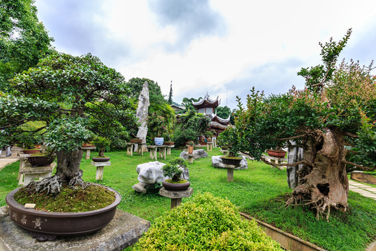 黃果樹盆景園