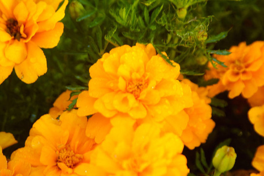黃色的花