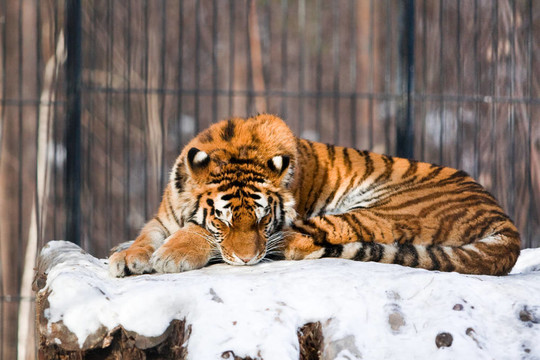 動物園里的西伯利亞虎
