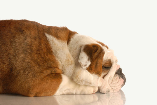斗牛犬簡(jiǎn)介