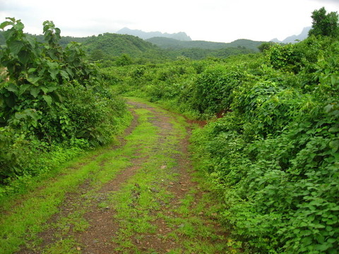 美麗的道路