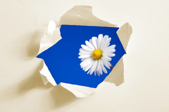 紙上花孔
