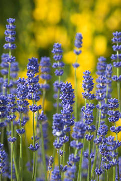 紫色薰衣草與Yellow Flowers