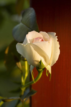 精致的薔薇