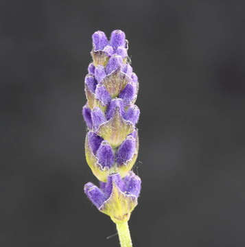 薰衣草