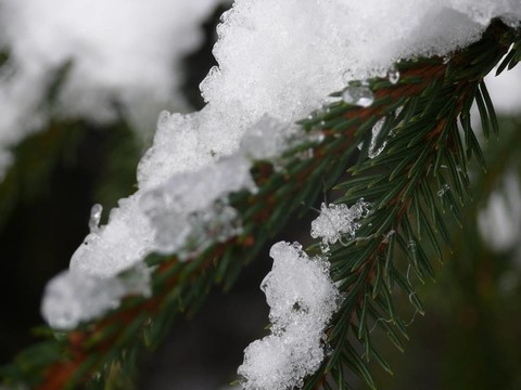 白雪覆蓋的木材。冬天。