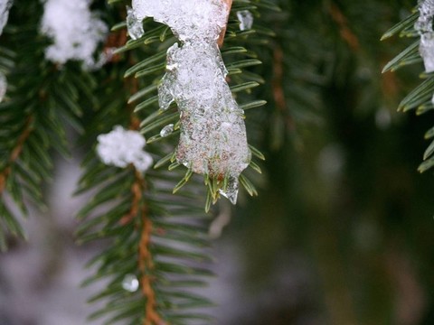白雪覆蓋的木材。冬天。