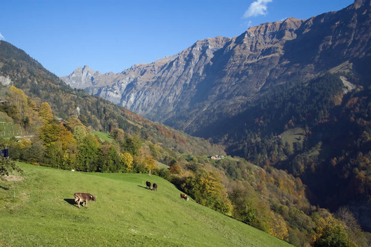 高山觀