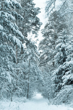 森林中的雪跡