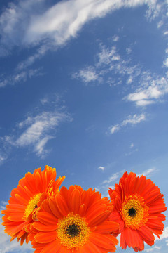 Orange Flowers與天空
