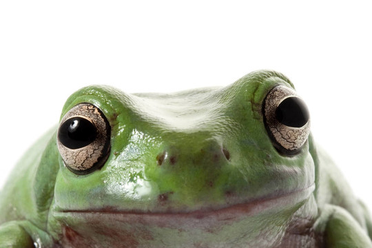 白錕斤拷Tree Frog