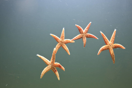 海星