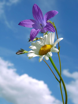 風鈴草和雛菊