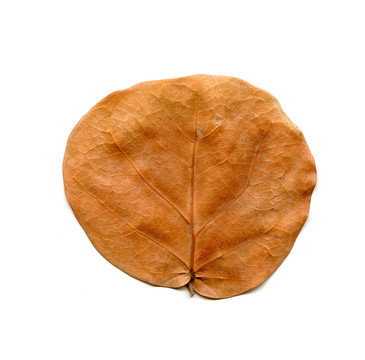 棕色的葉子
